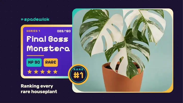Variegated monstera ranking episode arcade card thumbnail template
