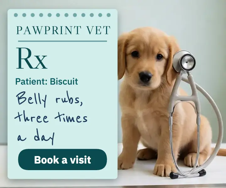 Vet clinic prescription pad puppy ad: vet clinic ad template