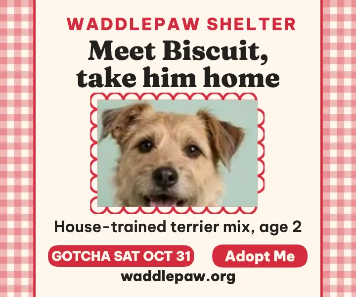 Waddlepaw gotcha weekend pet ad: pet adoption ad template