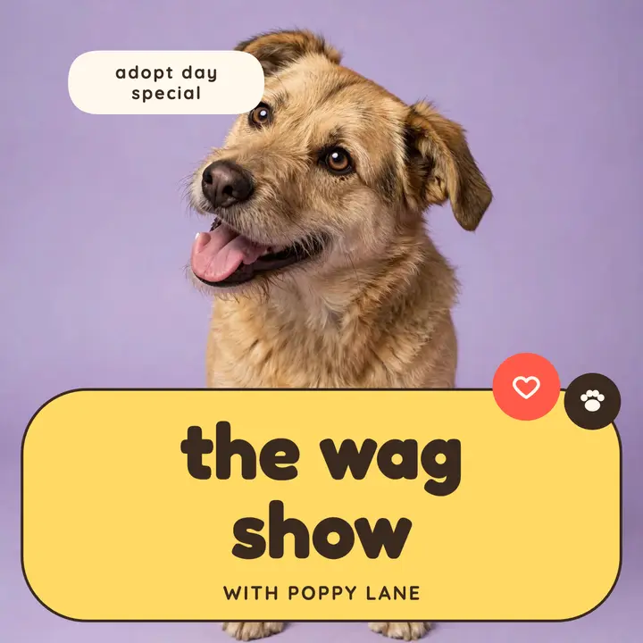 The Wag Show adoption podcast cover template