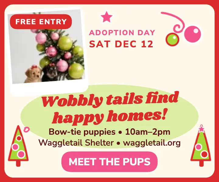 Waggletail holiday adoption day ad template