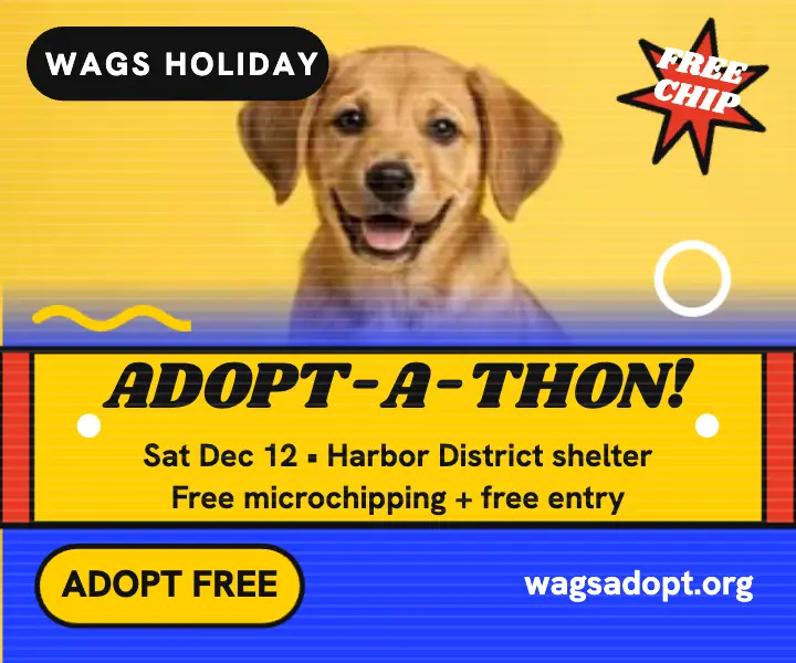 Wags Holiday Adopt-a-thon medium ad template