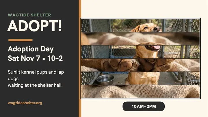 Wagtide Shelter adoption day weave thumbnail template