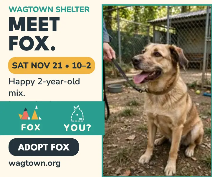Wagtown Shelter adoption day tangram ad template