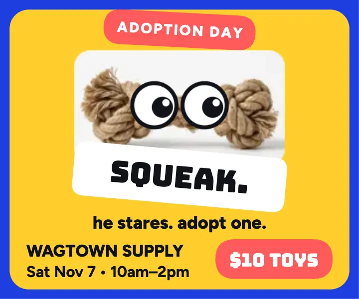 Wagtown Supply adoption day toy ad template