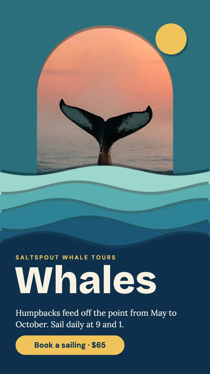Saltspout Whale Tours sailing story, layered papercut template