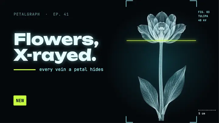 Flowers x-rayed thumbnail, x-ray glow template