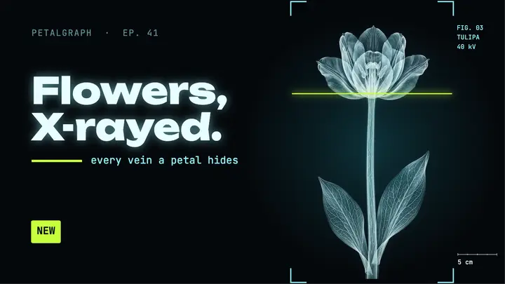 Flowers x-rayed thumbnail, x-ray glow template