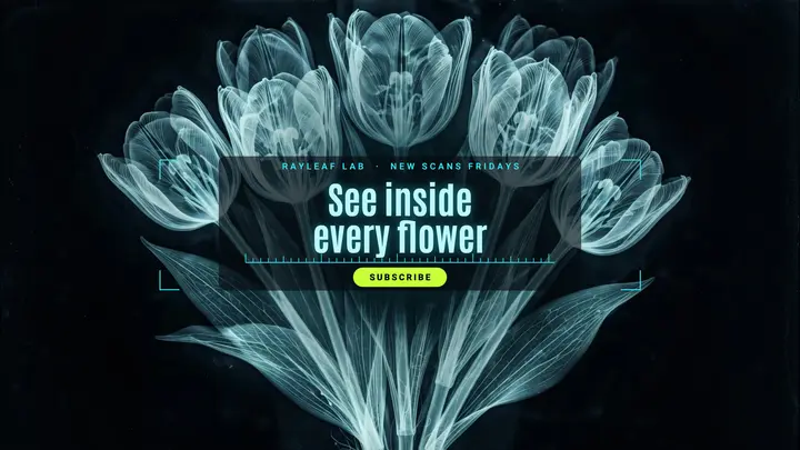 Rayleaf Lab x-ray botany channel YouTube banner template
