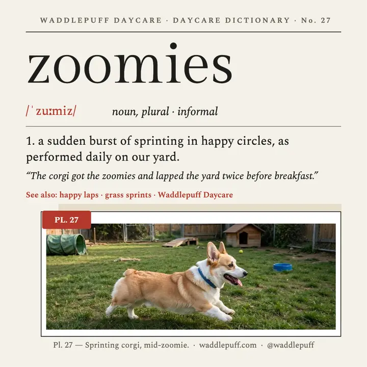 Zoomies dictionary entry, Waddlepuff daycare template