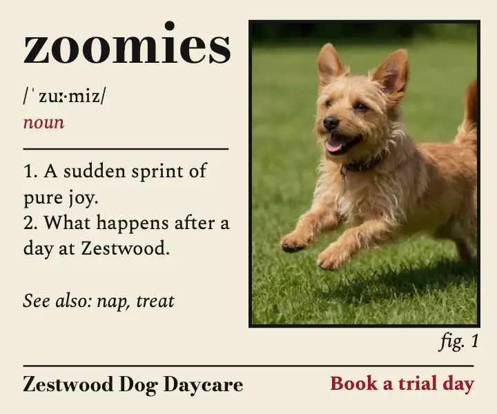 Zestwood Dog Daycare zoomies ad template